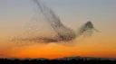 The Murmuration splash