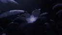 The Fatui Harbingers | ₁₄₂₈ Discord server banner