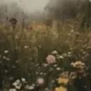 🌻🌊wildflower community | make friends ౨ৎ splash