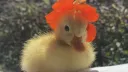 Featherblade Central Discord server banner