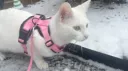 Silly Talking Cats Community Discord server banner