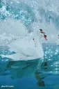 splash