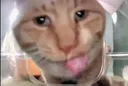 The Paw Pad Discord server banner