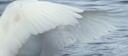 seraphelle‧₊˚𓂃 ࣪ ִֶָ. Banner