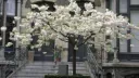Blossom Cove ༉‧₊˚. Discord server banner