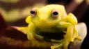Ribbit! splash