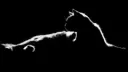 Bex’s kittens Discord server banner