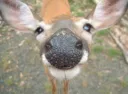 Deer Sanctuary🌷 Discord server banner