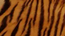 calypso・view Discord server banner