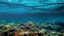 Ocean Reef Discord server banner