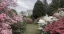Azalea splash