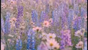 𝓛𝓪𝓿𝓮𝓷𝓭𝓮𝓻 𝓛𝓸𝓾𝓷𝓰𝓮 Discord server banner