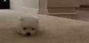 Königreich voller Spaß Discord server banner