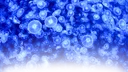 ࣪ ˖ 𖦹.⋆ — the bloom ⸝⸝ 🪼 Discord server banner