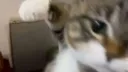 Freaky ahh Goobers Discord server banner