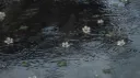 woof Discord server banner