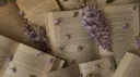 •The Wisteria Archive•🪻 Discord server banner