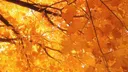 ᢉ𐭩 𐔌 𝒮𝓊𝓃𝓁𝒾𝓉 𝒮𝒶𝓃𝒸𝓉𝓊𝒶𝓇𝓎 ꒱ Discord server banner