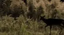 The Smokies Discord server banner