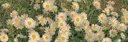 The Gentle Grove (Reborn) Discord server banner
