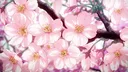 𝚜𝚊𝚔𝚞𝚛𝚊 𝚜𝚊𝚗𝚌𝚝𝚞𝚊𝚛𝚢 ❀⋆.ೃ࿔*:・ Discord server banner