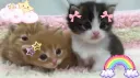 ℂ𝕙𝕒𝕠𝕤ℍ𝕠𝕦𝕤𝕖 ♱ splash