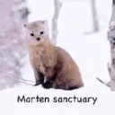 ✨ | Marten • sanctuary | ✨ Discord server banner
