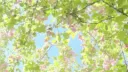 🍎 AppleTree 🍎 Discord server banner