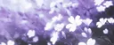 The Pixie tree Discord server banner