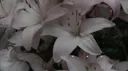 Floral Corners Discord server banner