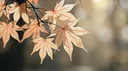 🍁 . kazu᭢ piloting / services ¡! Discord server banner