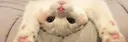 Lovely~ kittens Discord server banner