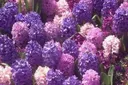 🪻 Gardenview Social Discord server banner