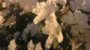 ♡ ꒱ flower yumes ⸝⸝ Discord server banner