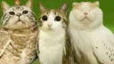 ⚜ʏᴀɴᴅᴇʀᴇ ʜᴀᴠᴇɴ⚜ Discord server banner