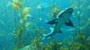 ┈─ ۫ ۪ ┤travis’s . shark . sanctuary 13+ *✧・ ۪ Discord server banner