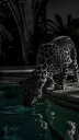 splash