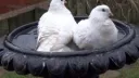 ⚰ ︵ ᙃoʋᥱᥴotᥱ . ୨🕊୧ Discord server banner
