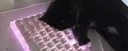gemusic Discord server banner