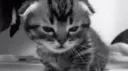 ࣪𓏵 catline 𓈒 ✙ nontx 13+ social Discord server banner