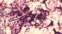 𓏏𓏏 𝓵unar 𝓼hrine ♡ 𓏽 Discord server banner