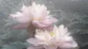 splash