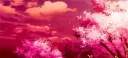 𝒸𝓊𝓉𝑒𝓅𝒶𝓌𝓈 Discord server banner
