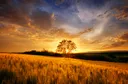 Sunshine Apothecary Discord server banner