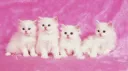 Porcelain Discord server banner
