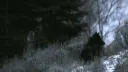 ᨦ🐺༉ ݂ ◞⑅⃝𓂂 ۫ 𓈒 ノfushigruo 𓏼ིྀ౿ ֺ Discord server banner