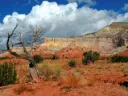canyon critters Discord server banner