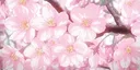 🍒 Cherry Blossom Café Discord server banner