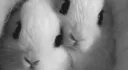 sainted Discord server banner