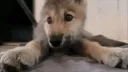 k9 kave Discord server banner